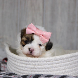 Pala - Available 1/14