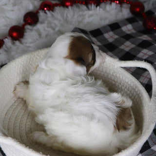 Pala - Available 1/14