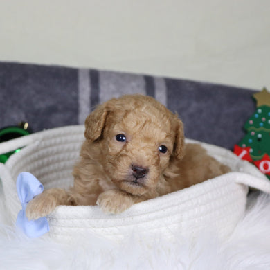 Panda - Available 1/14