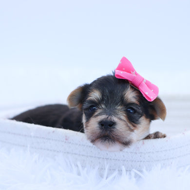 Puppies for sale in Carlsbad, CA
