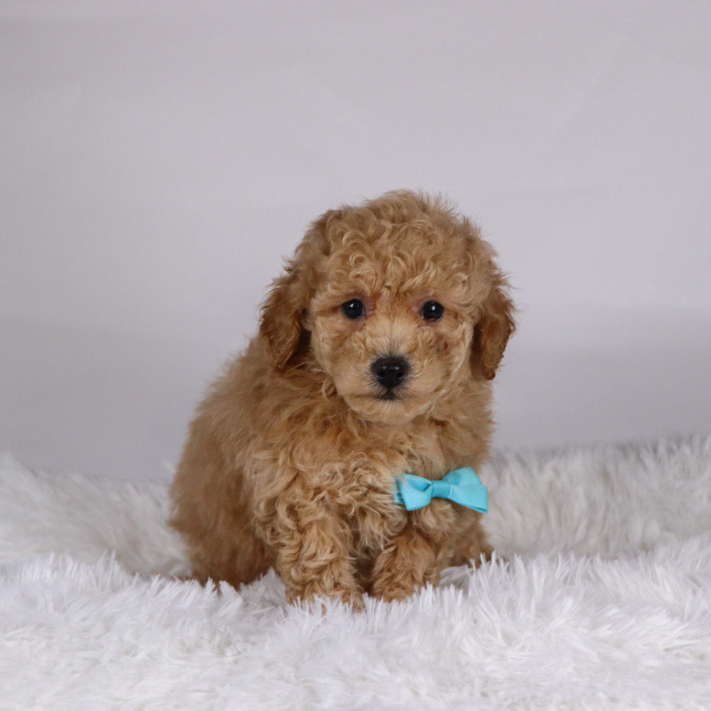 Parade - Available 11/19