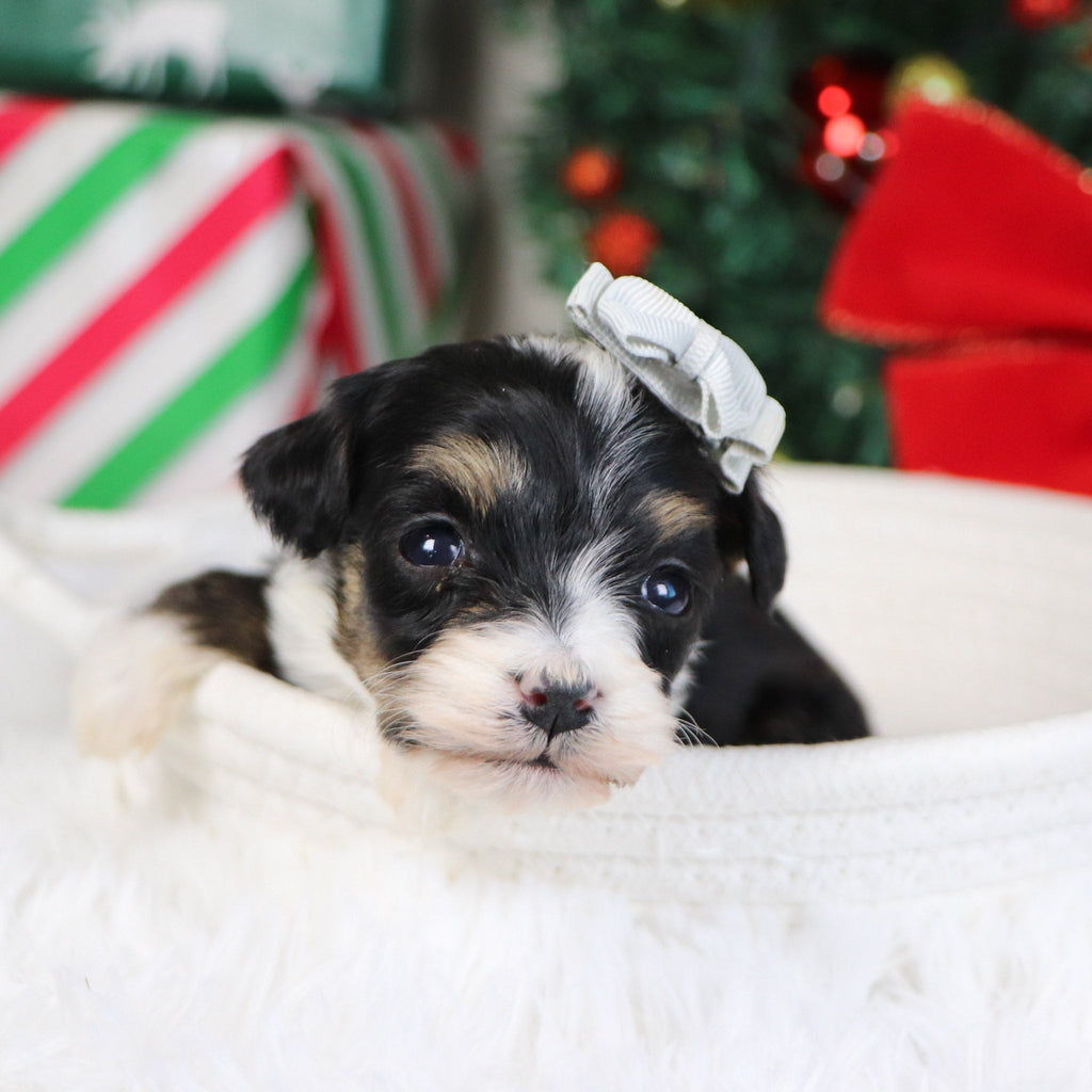 Paris - Available 1/21