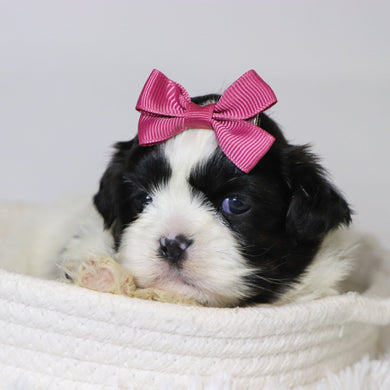 Patty - Available 11/18