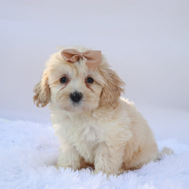 Payton - Available 9/17
