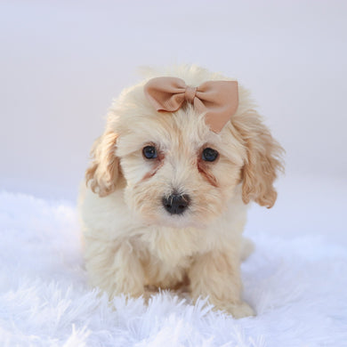 Payton - Available 9/17