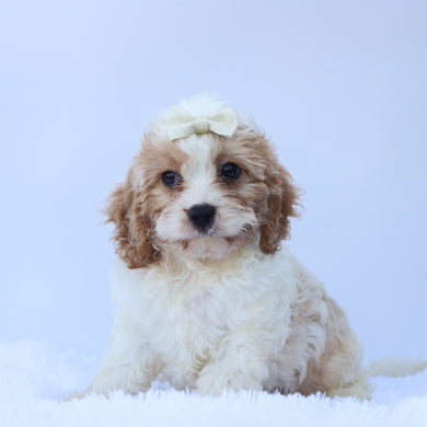 Peaches - Available 7/9