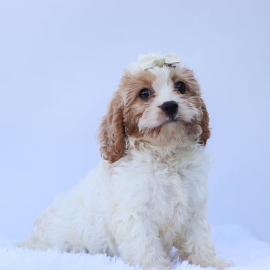 Peaches - Available 7/9