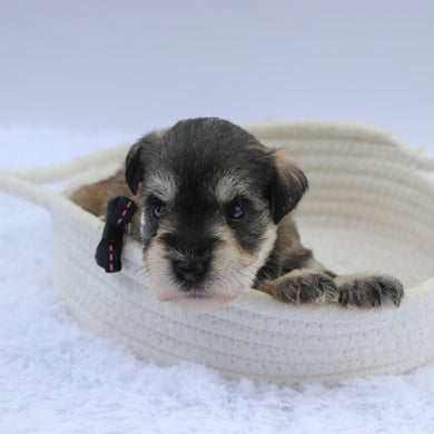 Peanut- Available 7/23