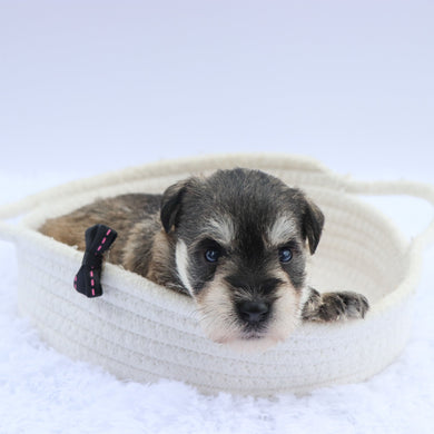 Peanut- Available 7/23