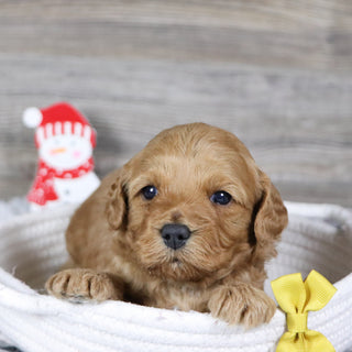 Pebbles - Available 1/28