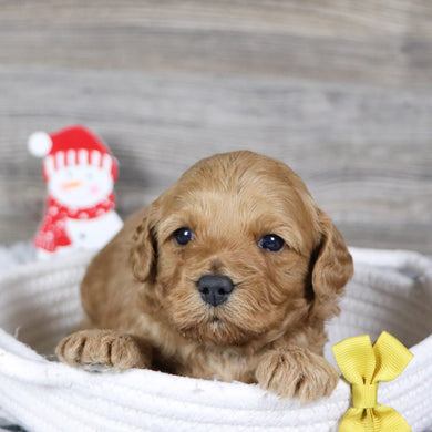 Pebbles - Available 1/28