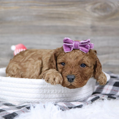 Peggie - Available 1/28