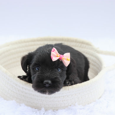 Puppies for sale in Moreno Valley