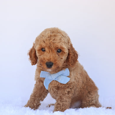 Percy - Available 7/2