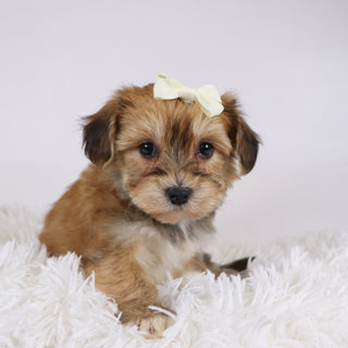 Petals - Available 11/26