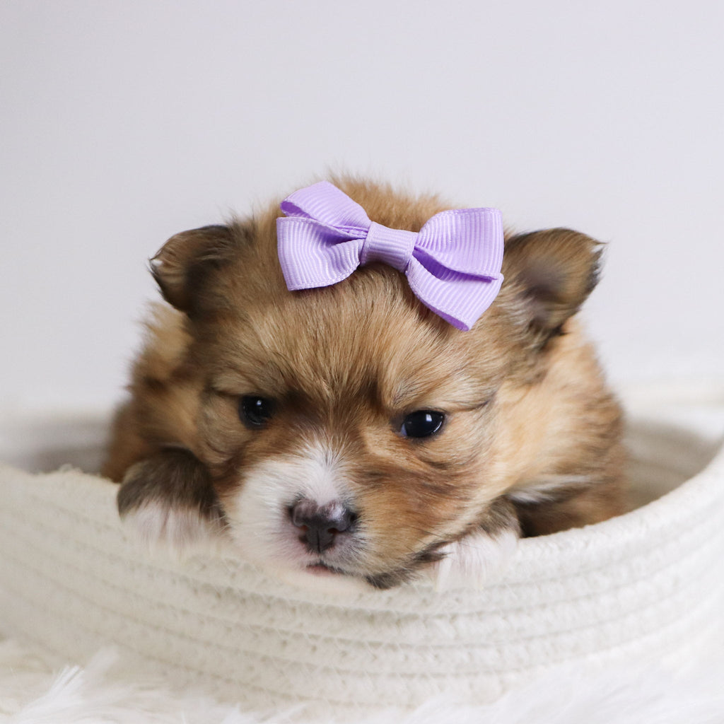 Petals - Available 12/3