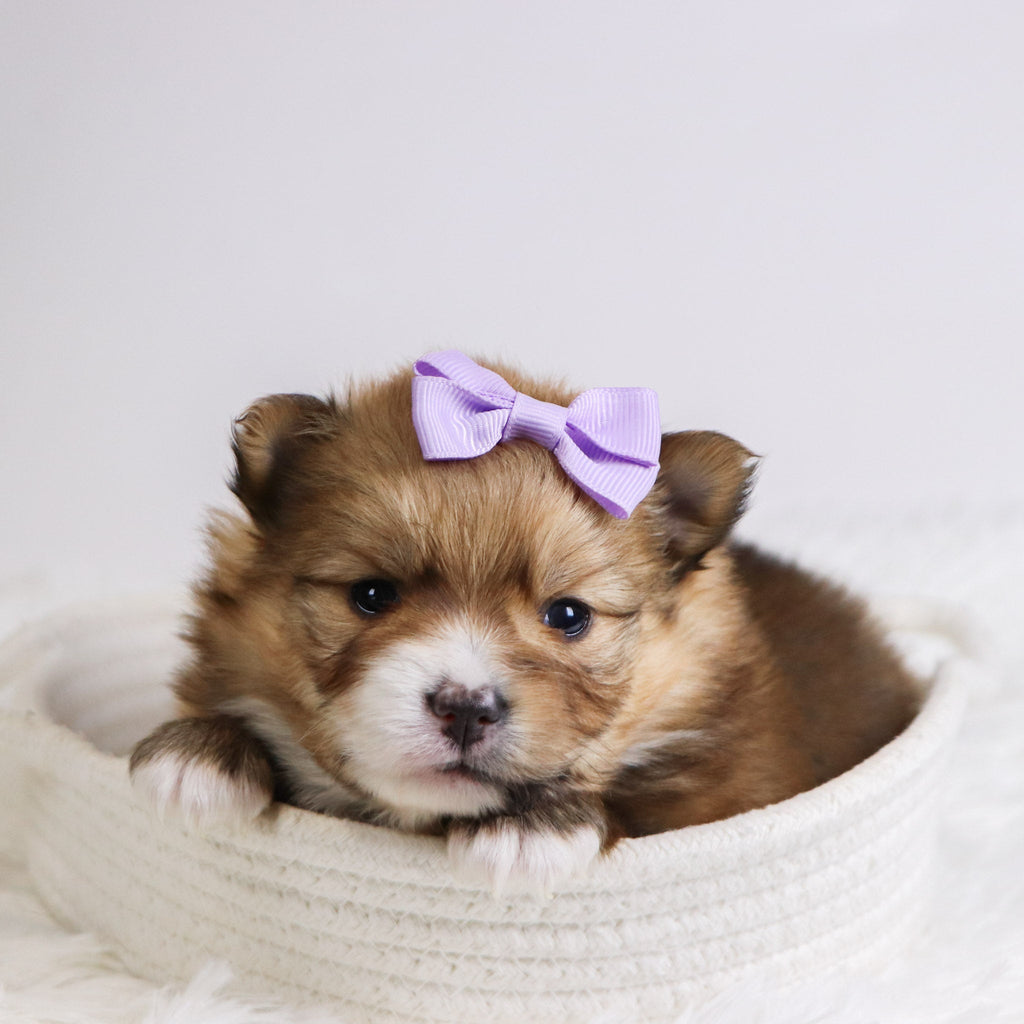 Petals - Available 12/3