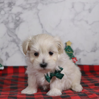 Peter - Available 12/31