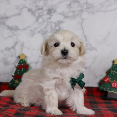 Peter - Available 12/31