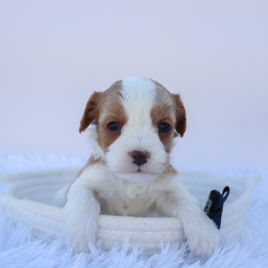Peter - available 11/14
