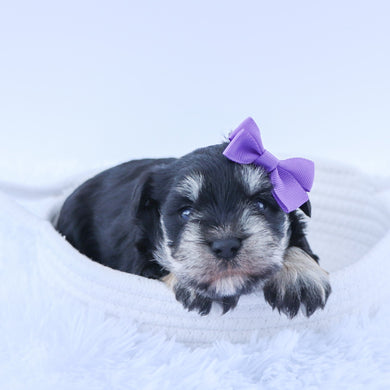 Petunia - Available 7/16