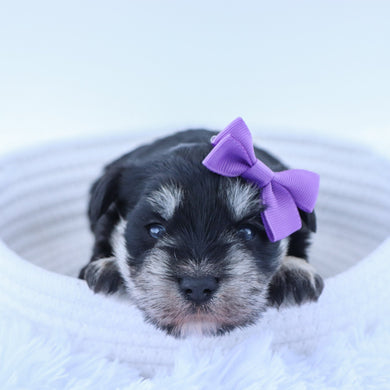 Petunia - Available 7/16