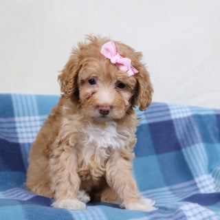 Phoebe - Available 1/15