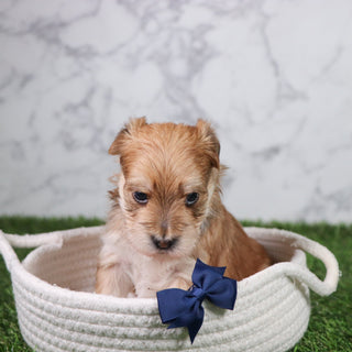 Pickles - Available 5/21