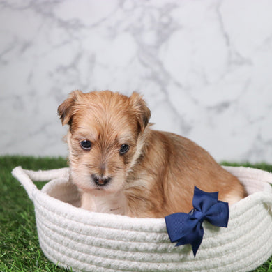 Pickles - Available 5/21