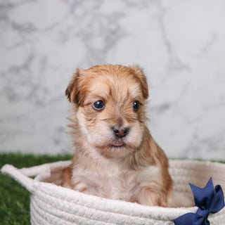 Pickles - Available 5/21