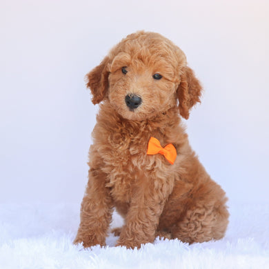 Pippin - Available 7/2