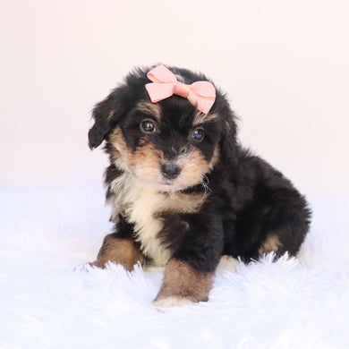 Primrose - Available 9/24