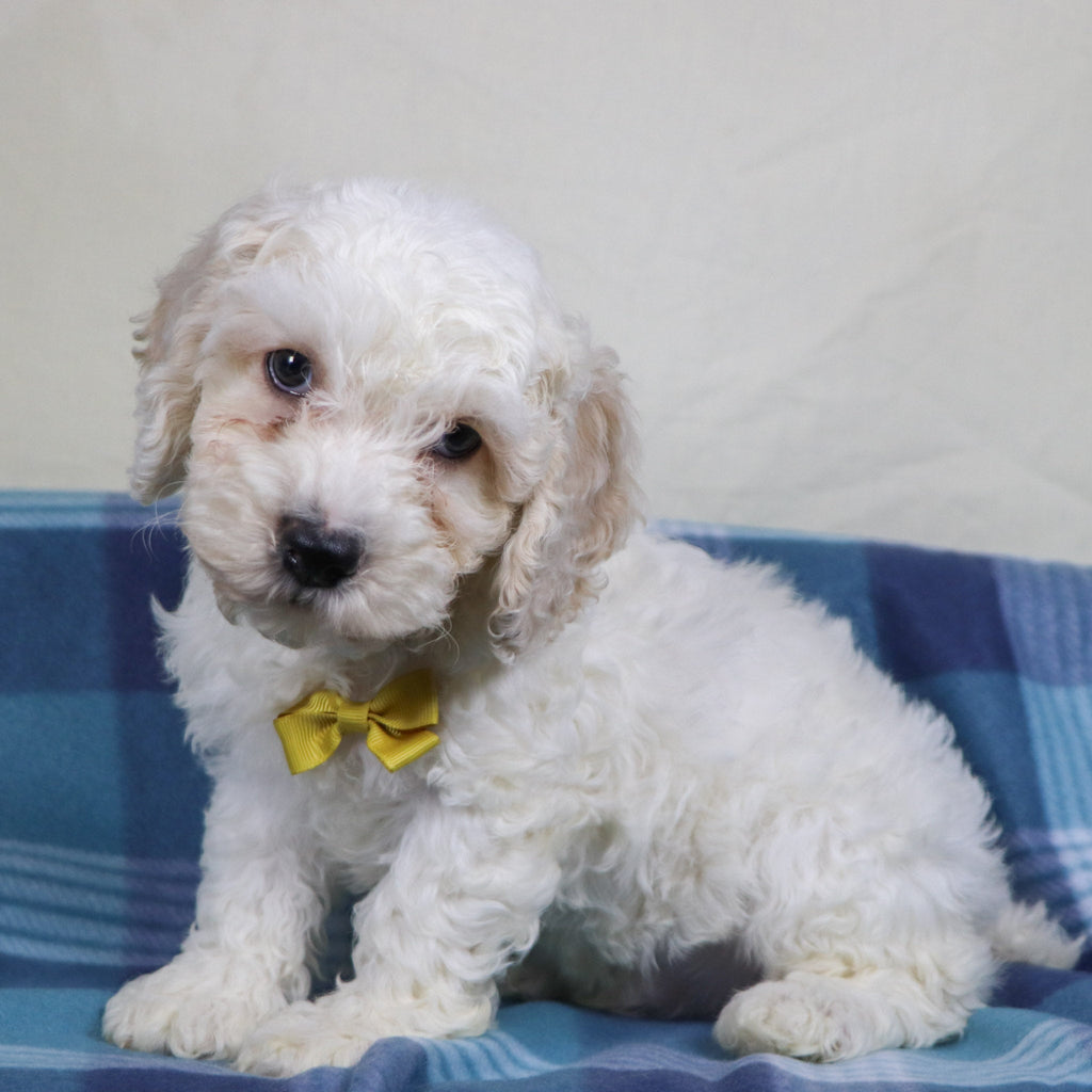 Quaker - Available Now