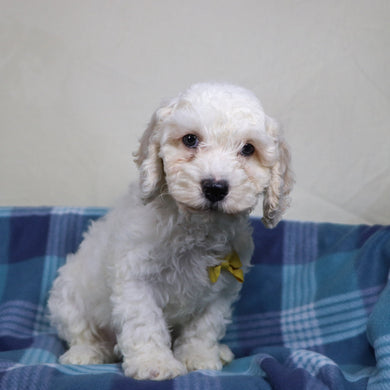 Quaker - Available 1/15