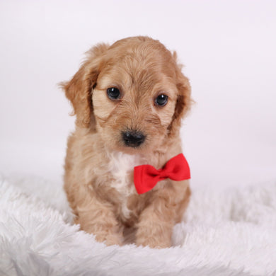 Quaker - Available 10/9