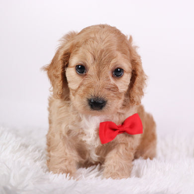Quaker - Available 10/9