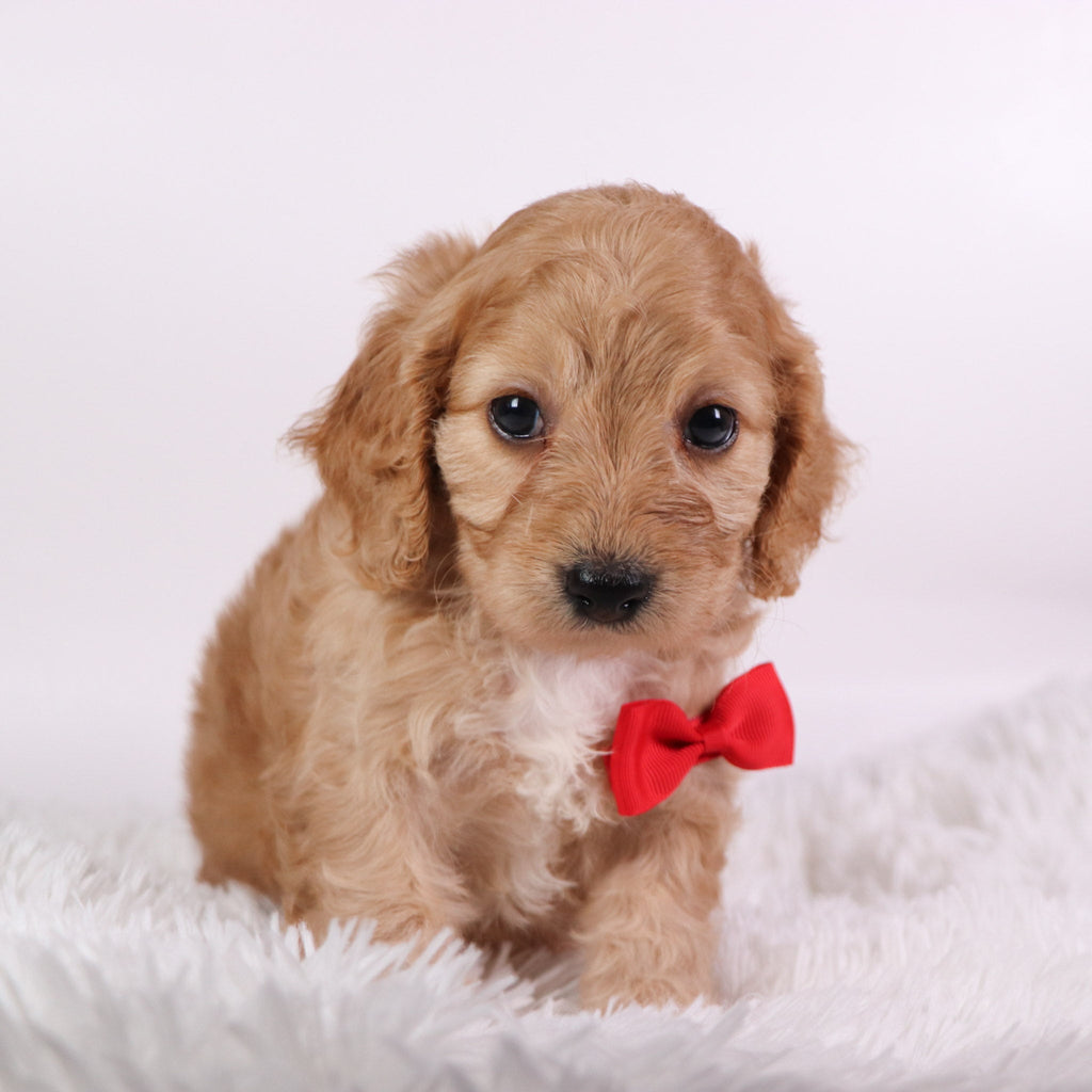 Quaker - Available 10/9