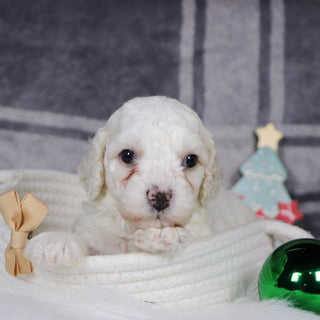 Quaker - Available 1/14