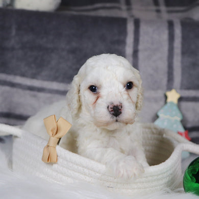 Quaker - Available 1/14