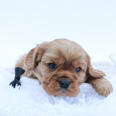 Rafe - Available 7/16