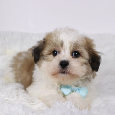 Randy - Available 11/5