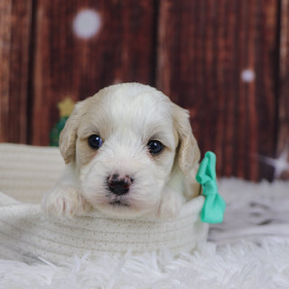 Ranger - Available 12/31