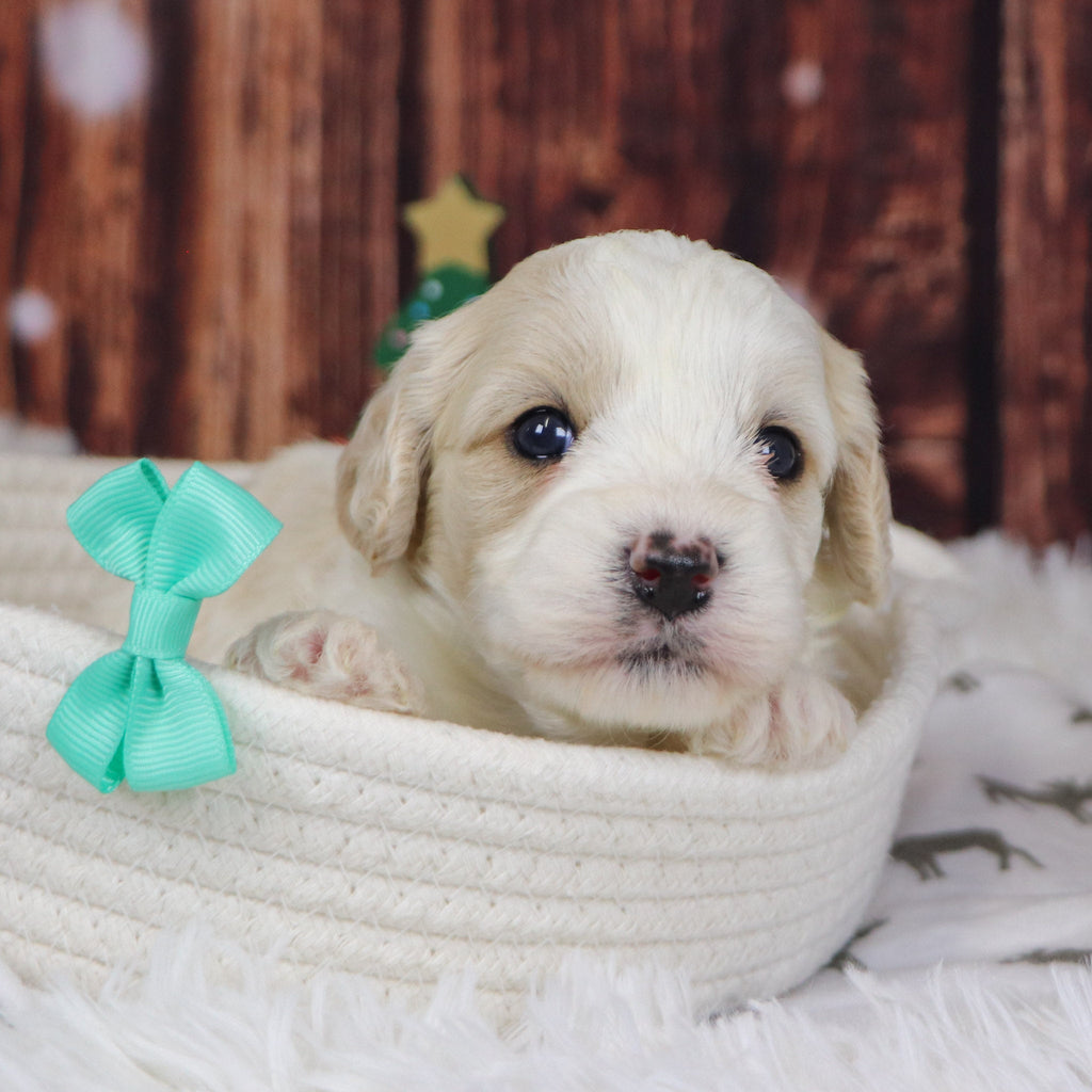 Ranger - Available 12/31