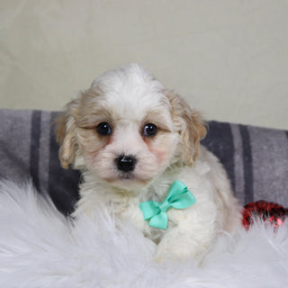 Ranger - Available 12/31