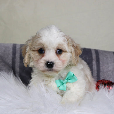 Ranger - Available 12/31