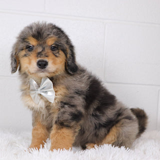 Rascal - Available Now