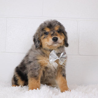 Rascal - Available Now