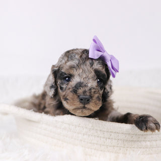 Raspberry - Available 11/26