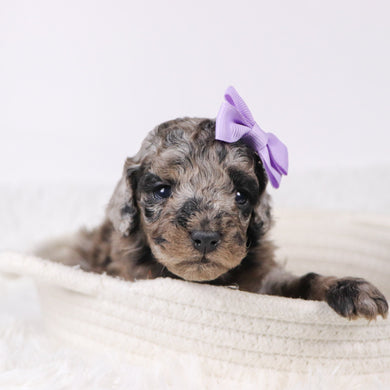 Raspberry - Available 11/26