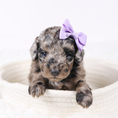 Raspberry - Available 11/26